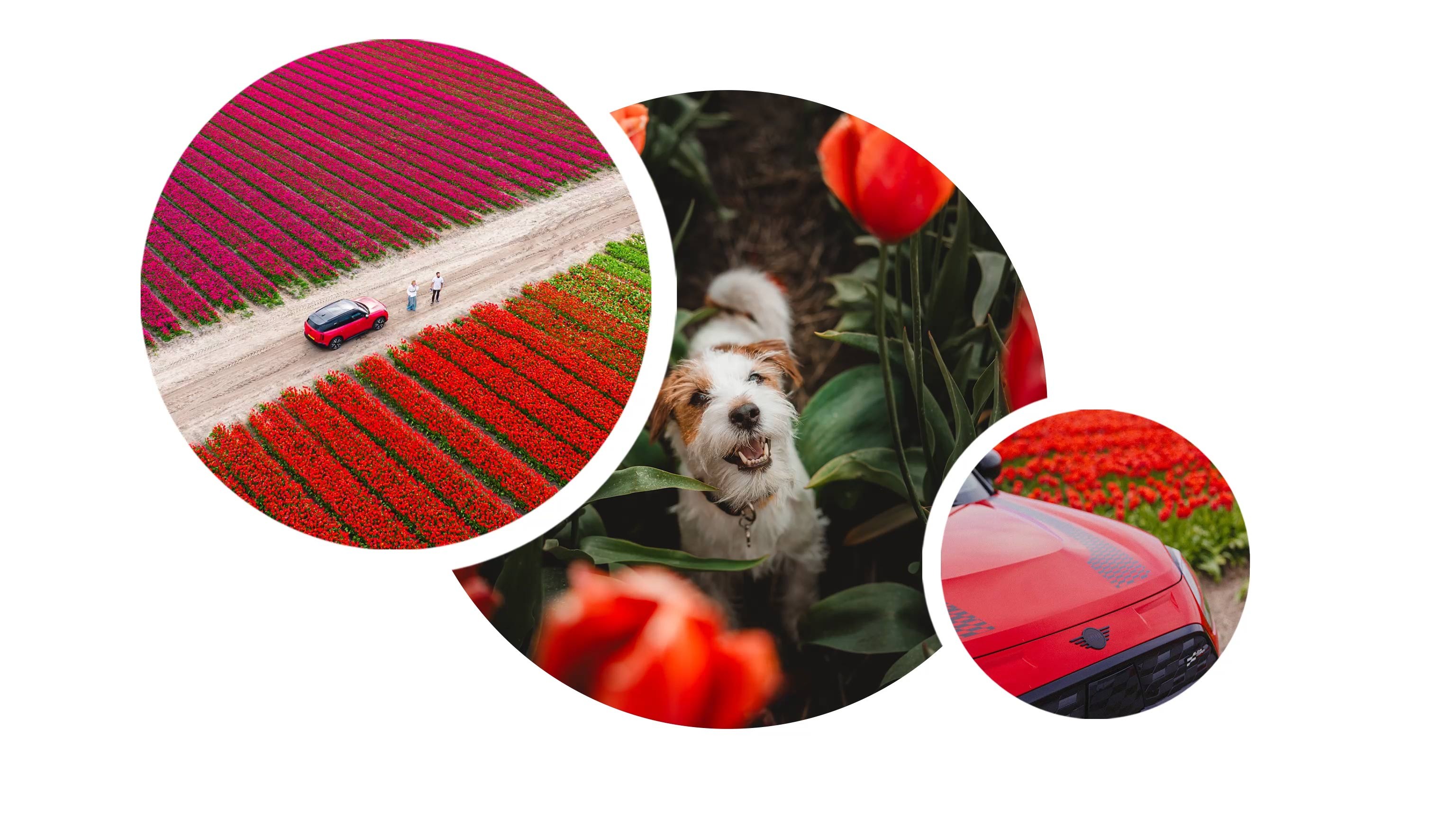 Overhead shot of the all-electric MINI Countryman, Katarina, and Uros, on a dirt track that runs between blooming tulip fields. Close-up shot of an excited-looking Paya the dog surrounded by foliage and tulips. Close up of the bonnet of the all-electric MINI Countryman in Chili Red with black accents and similarly coloured tulips in the background.